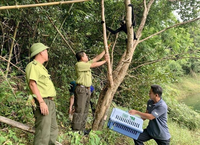 Ngành chức năng và đơn vị chủ rừng thả các cá thể vượn về lâm phần thuộc Vườn Quốc gia Tà Đùng (xã Đắk Som, tỉnh Lâm Đồng) quản lý. Ảnh: TTXVN phát