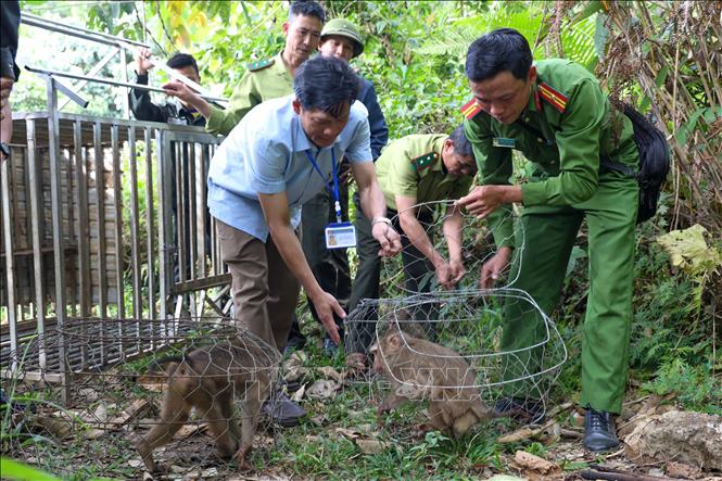 Ngành chức năng và đơn vị chủ rừng thả các cá thể khỉ về lâm phần thuộc Vườn Quốc gia Tà Đùng (xã Đắk Som, tỉnh Lâm Đồng) quản lý. Ảnh: TTXVN phát