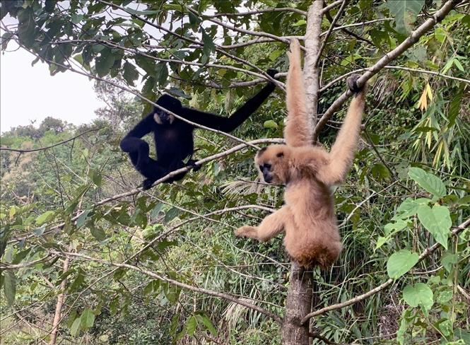 Hai cá thể vượn vừa được thả về lâm phần thuộc Vườn Quốc gia Tà Đùng (xã Đắk Som, tỉnh Lâm Đồng) quản lý. Ảnh: TTXVN phát