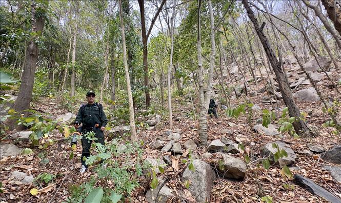 Cán bộ Ban Quản lý rừng An Giang kiểm tra thảm thực bì khô tại khu vực núi Cấm, xã Núi Cấm, tỉnh An Giang có nguy cơ xảy ra cháy rừng cao. Ảnh: Thanh Sang-TTXVN