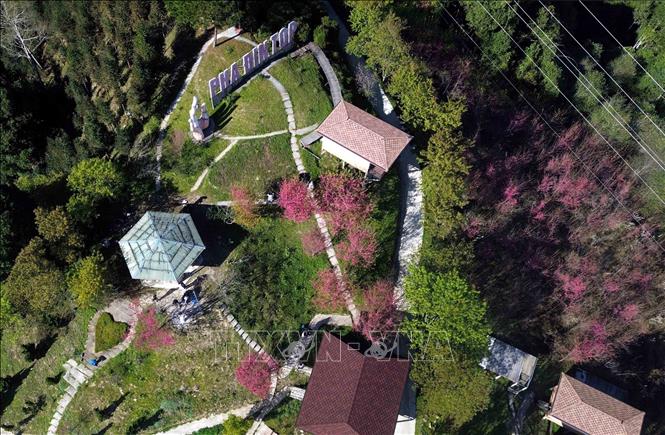 Hoa mai anh đào nở rộ tại khu du lịch Pha Đin Top (HTX Du lịch Pha Đin). Ảnh: Quang Quyết - TTXVN