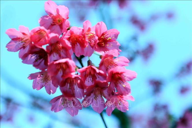 Hoa mai anh đào nở rộ tại khu du lịch Pha Đin Top (HTX Du lịch Pha Đin). Ảnh: Quang Quyết - TTXVN