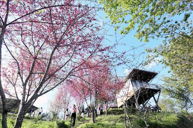 Hoa mai anh đào nở rộ tại khu du lịch Pha Đin Top (HTX Du lịch Pha Đin). Ảnh: Quang Quyết - TTXVN