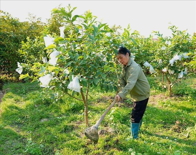Người dân chăm sóc diện tích cây trồng sau bão với hi vọng đón vụ mới năng suất. Ảnh: Đồng Thúy-TTXVN