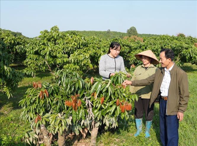 Cán bộ nông nghiệp xã hướng dẫn người dân tỉa lộc non cho cây vải. Ảnh: Đồng Thúy-TTXVN