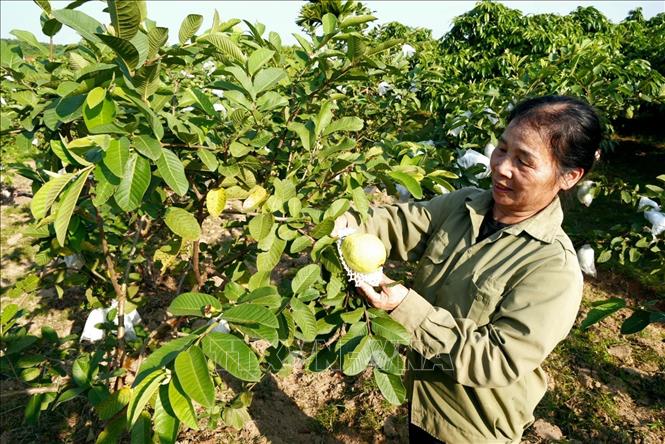 Những lứa ổi đầu tiên sau bão đang chuẩn bị cho thu hoạch. Ảnh: Đồng Thúy-TTXVN