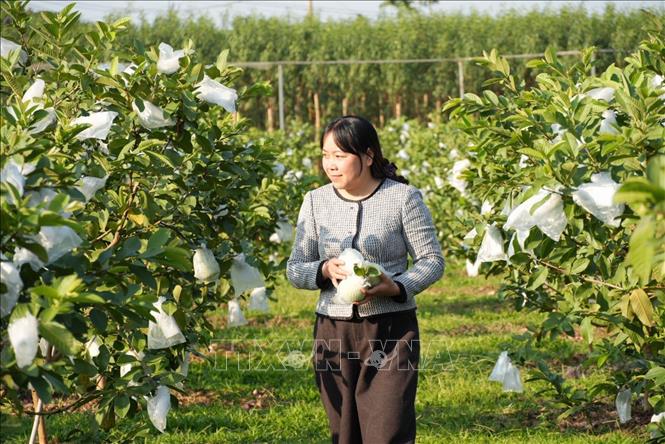 Những diện tích ổi được người dân chăm bón sau bão đang phát triển xanh tốt. Ảnh: Đồng Thúy-TTXVN