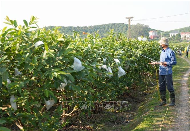 Người dân chăm sóc diện tích cây trồng sau bão với hi vọng đón vụ mới năng suất. Ảnh: Đồng Thúy-TTXVN