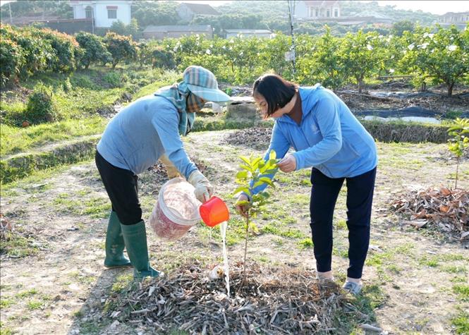 Diện tích ổi được trồng lại sau bão đang sinh trưởng tốt, dự kiến giữa năm 2026 sẽ cho thu lứa quả đầu tiên. Ảnh: Đồng Thúy-TTXVN