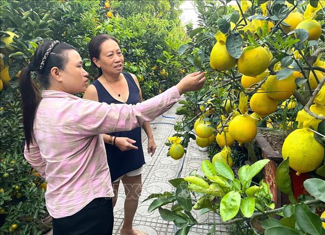 Người dân tranh thủ đi tham khảo giá sớm tại vựa bưởi diễn trên địa bàn phường Tân Hưng, TP. Hồ Chí Minh. Ảnh: Hương Giang - TTXVN
