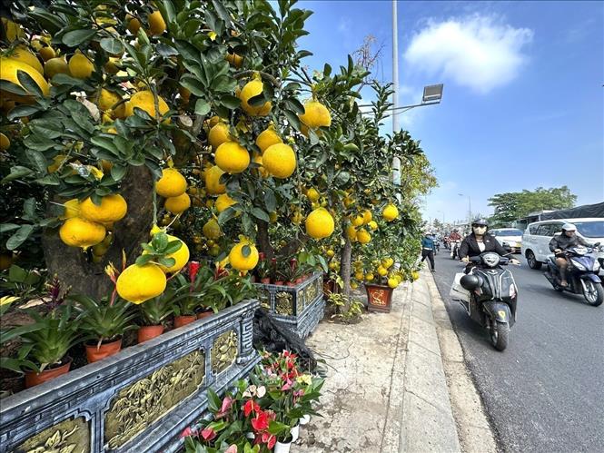 Nhiều chậu bưởi diễn sai trĩu quả trong nắng phương Nam. Ảnh: Hương Giang - TTXVN