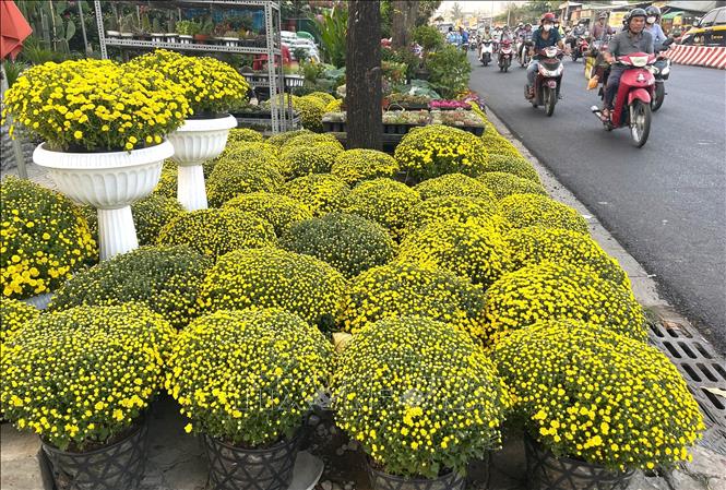  Cúc mâm xôi dao động từ 150.000 - 400.000 đồng/chậu, ươm nụ vàng, sẵn sàng đón xuân tại TP. Hồ Chí Minh. Ảnh: Hương Giang - TTXVN