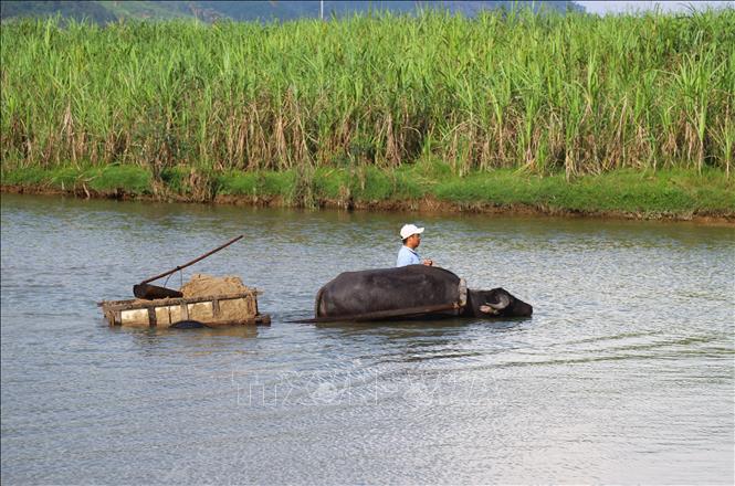 Người dân dùng trâu và xe kéo chở cát khai thác ở lòng suối về điểm tập kết ở trong bản làng, hoặc bãi bồi ven suối. Ảnh: Xuân Tiến - TTXVN 
