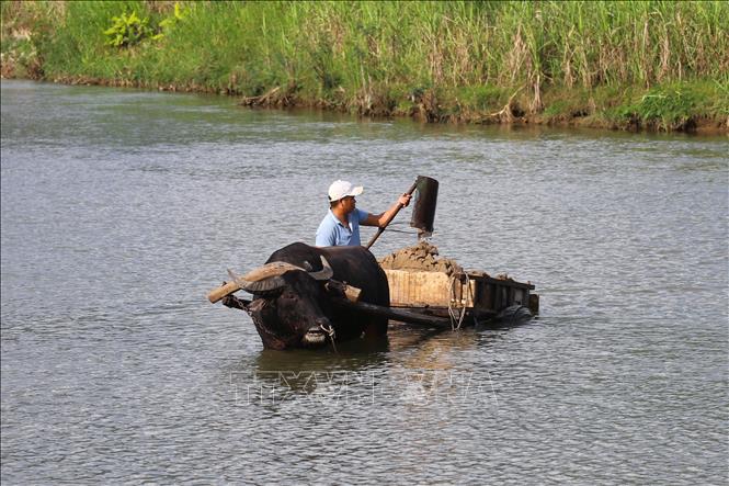 Người dân địa phương cho trâu và xe kéo xuống tận lòng suối để trực tiếp khai thác cát. Ảnh: Xuân Tiến - TTXVN 