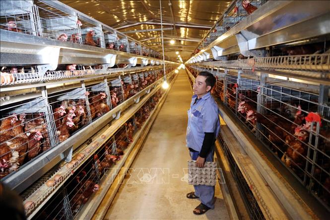 Mô hình gà đẻ lấy trứng tại Công ty Hoàng Văn (xã Lệ Ninh, tỉnh Quảng Trị) với chuồng trại được xây kiên cố, có hệ thống chiếu sáng, cung cấp thức ăn và nước uống tự động. Ảnh: Tá Chuyên – TTXVN