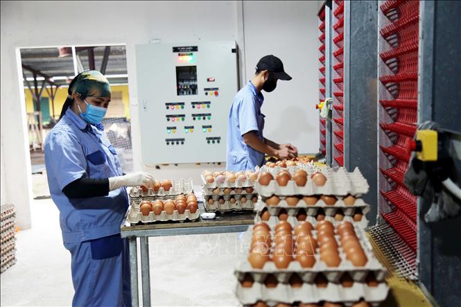 Không chỉ mang lại hiệu quả kinh tế cao, mô hình chăn nuôi gà đẻ trứng của Công ty Hoàng Văn (xã Lệ Ninh, tỉnh Quảng Trị) còn giải quyết việc làm ổn định cho 25 lao động. Ảnh: Tá Chuyên - TTXVN