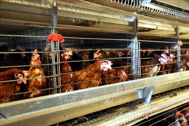 Toàn bộ gà tại Công ty Hoàng Văn (xã Lệ Ninh, tỉnh Quảng Trị) được nuôi theo tiêu chuẩn Hà Lan, đảm bảo phòng dịch tốt. Ảnh: Tá Chuyên – TTXVN