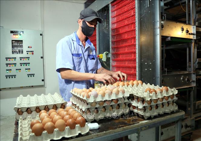 Công nhân thu gom trứng gà tại Công ty Hoàng Văn (xã Lệ Ninh, tỉnh Quảng Trị). Ảnh: Tá Chuyên – TTXVN