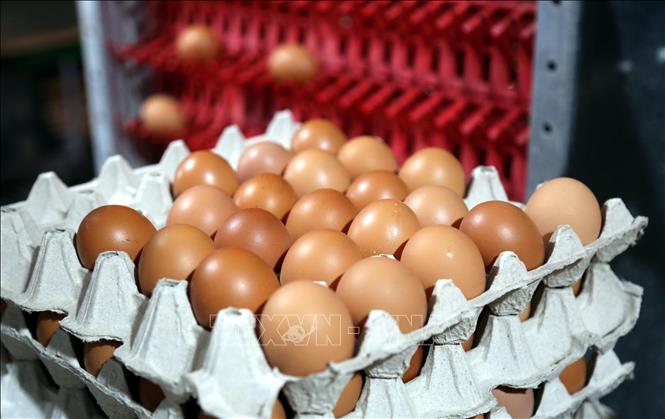 Với 70.000 con gà đẻ trứng, Công ty thu về hơn 100 triệu mỗi ngày tại Công ty Hoàng Văn (xã Lệ Ninh, tỉnh Quảng Trị ). Ảnh: Tá Chuyên – TTXVN