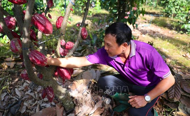 A cocoa plantation of the Chau Duc Organic Cocoa Cooperative. VNA Photo: Hoàng Nhị 