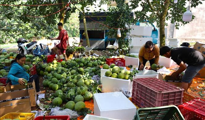 Harvesting green-skinned pomelos at the Hac Dich Cooperative. VNA Photo: Hoàng Nhị 
