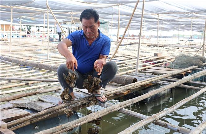 Oyster cultivation at the Nhu Y Long Son Aquatic Cooperative. VNA Photo: Hoàng Nhị 