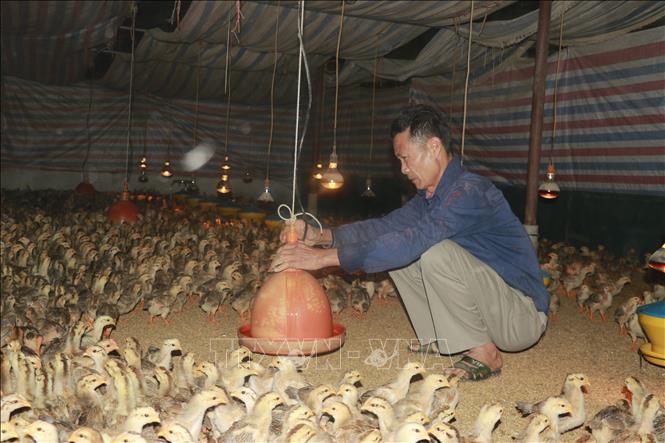 Anh Nguyễn Viết Hoàn, thôn Quyết Tiến, xã Quy Mông, được tỉnh Lào Cai hỗ trợ gần 50 triệu đồng, tạo thêm động lực để anh gắn bó với nghề chăn nuôi gà. Ảnh: Đinh Thùy - TTXVN