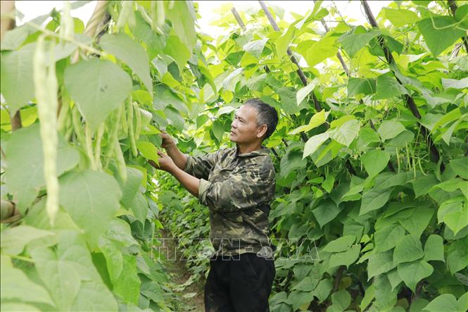 Được tỉnh Lào Cai hỗ trợ 5 triệu đồng khôi phục rau màu, anh Trần Đình Hoàn, thôn Minh Phú, xã Quy Mông phấn khởi tiếp tục gắn bó với nghề trồng rau. Ảnh: Đinh Thùy - TTXVN