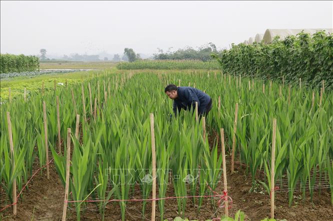 Những luống hoa lay ơn xanh tốt trên vùng đất lũ Quy Mông để phục vụ người dân dịp Tết Nguyên đán Bính Ngọ 2026. Ảnh: Đinh Thùy - TTXVN