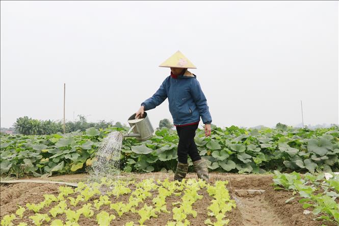 Người dân hối hả chăm sóc rau phục vụ dịp Tết nguyên đán cổ truyền sắp tới. Ảnh: Đinh Thùy - TTXVN