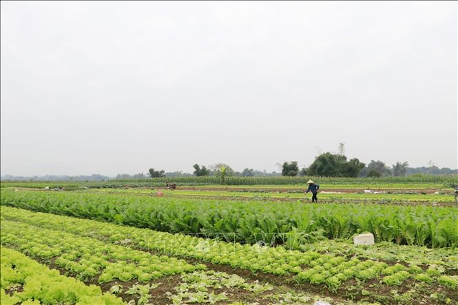 Sau hơn 3 tháng hoàn lưu bão số 10 đi qua, những cánh đồng rau màu ở xã Quy Mông xanh tốt trở lại. Ảnh: Đinh Thùy - TTXVN