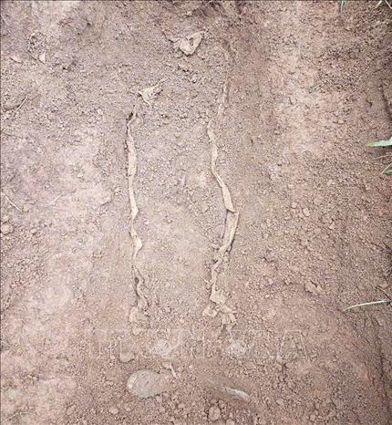 Các hài cốt được tìm thấy ở độ sâu 0,8 - 1m; được bọc trong tăng, kèm theo các di vật. Ảnh: TTXVN phát