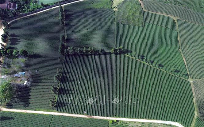 Diện tích trồng chè tập trung tại xã Bình Thuận, tỉnh Sơn La. Ảnh: Quang Quyết - TTXVN