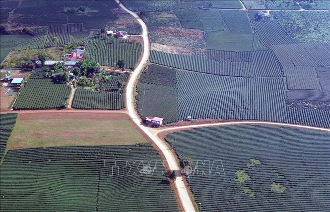 Diện tích trồng chè tập trung tại xã Bình Thuận, tỉnh Sơn La. Ảnh: Quang Quyết - TTXVN