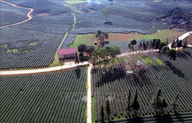 Diện tích trồng chè tập trung tại xã Bình Thuận, tỉnh Sơn La. Ảnh: Quang Quyết - TTXVN