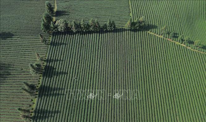 Diện tích trồng chè tập trung tại xã Bình Thuận, tỉnh Sơn La. Ảnh: Quang Quyết - TTXVN