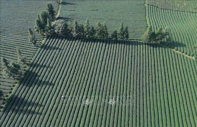 Diện tích trồng chè tập trung tại xã Bình Thuận, tỉnh Sơn La. Ảnh: Quang Quyết - TTXVN