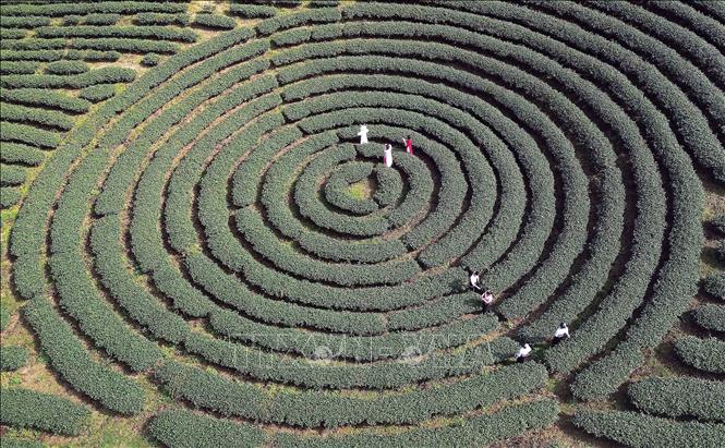 Những nương chè xanh mướt trải dài, uốn lượn trên khắp các triền đồi, tạo khung cảnh lãng mạn, thơ mộng, bình yên thu hút du khánh đến tham quan, trải nghiệm thu hoạch chè và tìm hiểu văn hóa địa phương. Ảnh: Quang Quyết - TTXVN