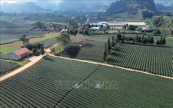 Diện tích trồng chè tập trung tại xã Bình Thuận, tỉnh Sơn La. Ảnh: Quang Quyết - TTXVN