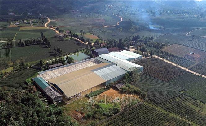 Diện tích trồng chè tập trung tại xã Bình Thuận, tỉnh Sơn La. Ảnh: Quang Quyết - TTXVN