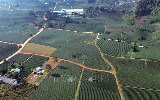 Diện tích trồng chè tập trung tại xã Bình Thuận, tỉnh Sơn La. Ảnh: Quang Quyết - TTXVN