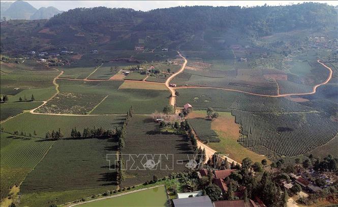 Diện tích trồng chè tập trung tại xã Bình Thuận, tỉnh Sơn La. Ảnh: Quang Quyết - TTXVN