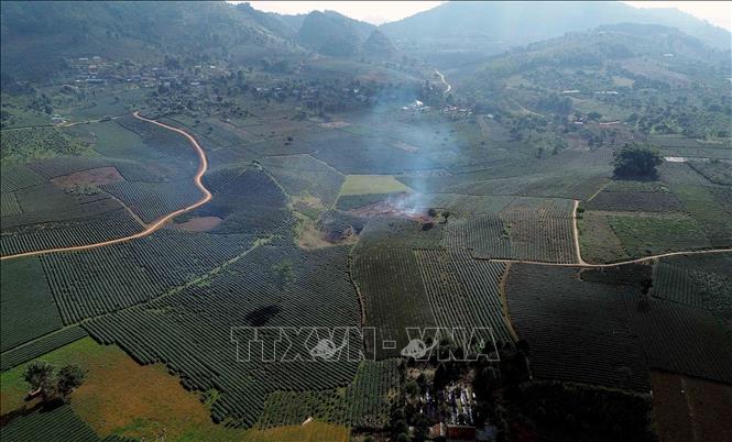 Diện tích trồng chè tập trung tại xã Bình Thuận, tỉnh Sơn La. Ảnh: Quang Quyết - TTXVN