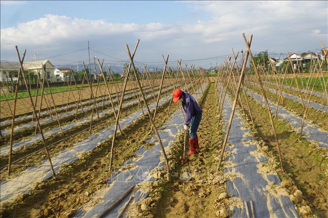 Người dân làng rau Thuận Nghĩa đang làm đất và xuống giống vụ rau tết. Ảnh: Trịnh Bang Nhiệm - TTXVN
