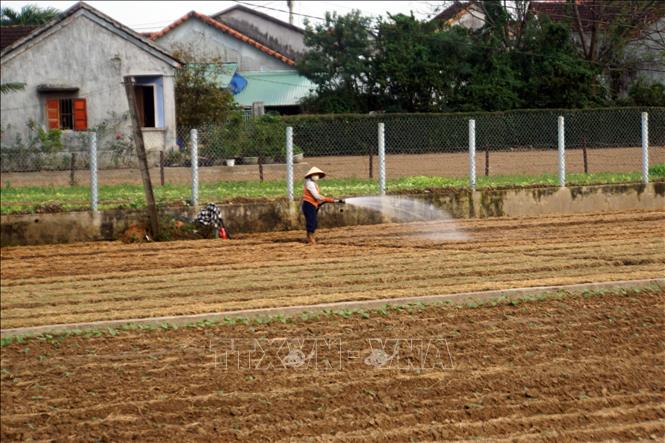 Người dân làng rau Thuận Nghĩa đang làm đất và xuống giống vụ rau tết. Ảnh: Trịnh Bang Nhiệm - TTXVN
