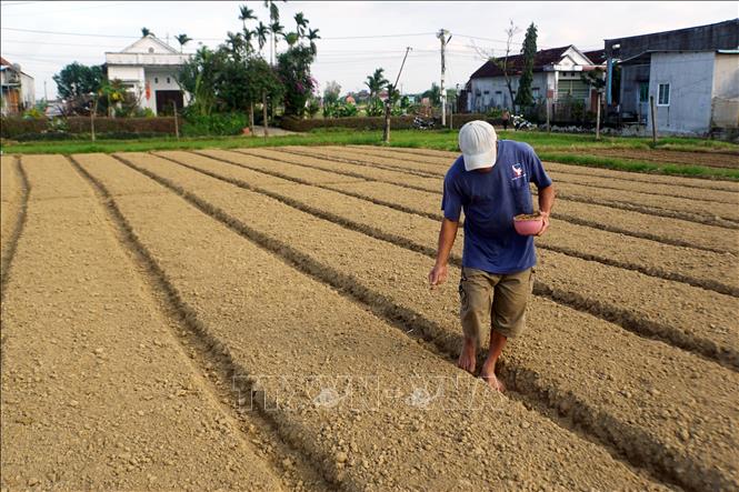 Người dân làng rau Thuận Nghĩa xuống giống vụ rau tết. Ảnh: Trịnh Bang Nhiệm - TTXVN