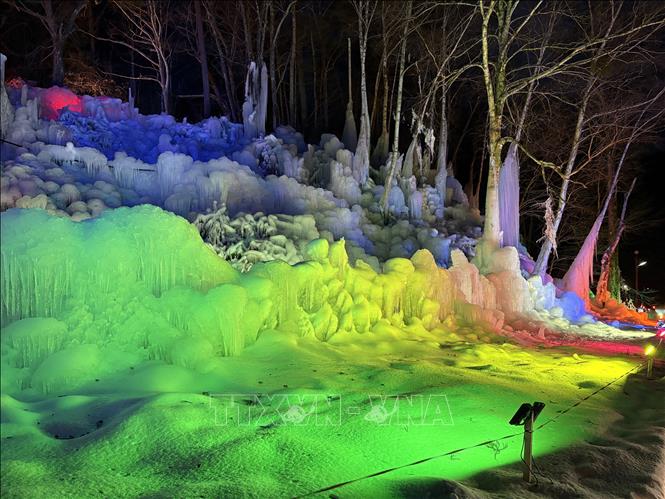 Khu rừng được chiếu sáng rực rỡ vào buổi tối mùa Đông. Ảnh: Xuân Giao – PV TTXVN tại Nhật Bản