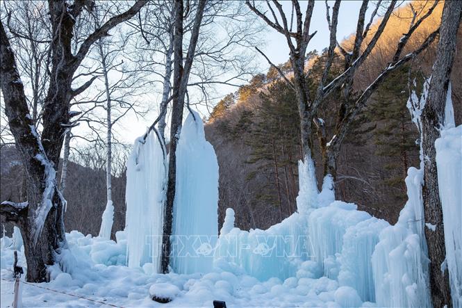 Khu rừng nằm trong khuôn viên của khu suối nước nóng Akigami Onsen. Ảnh: Xuân Giao – PV TTXVN tại Nhật Bản