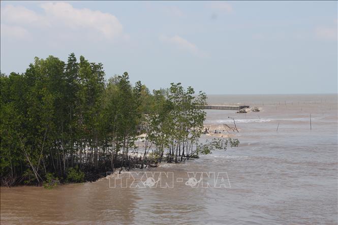 Protective mangrove forests in Dat Mui commune are severely impacted by strong waves. VNA Photo: Chanh Đa