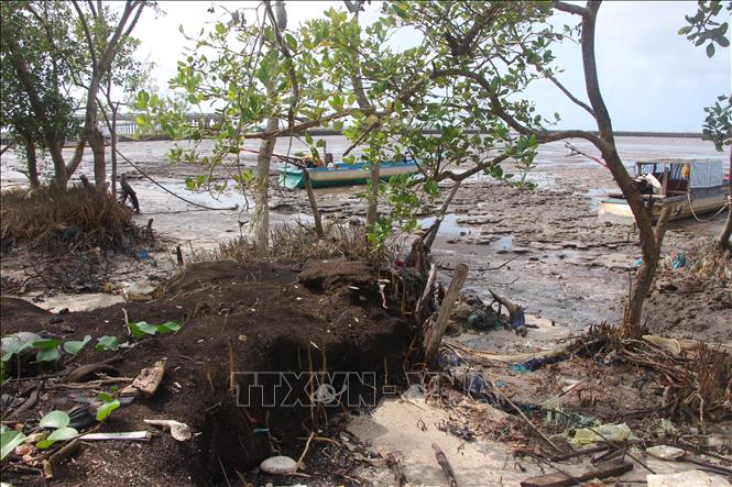 Coastal forests in Hiep Thanh ward are damaged by strong waves. VNA Photo: Chanh Đa